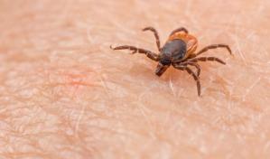 EE.UU. alerta de enfermedad transmitida por una garrapata a viajeros provenientes de México