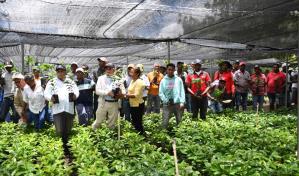 Gobierno distribuye dos millones de plantas de café en zonas productivas
