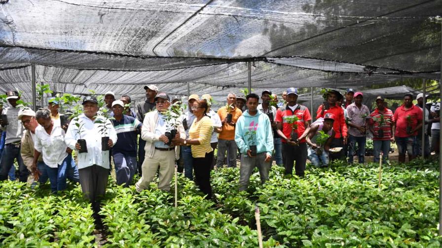 Gobierno distribuye dos millones de plantas de café en zonas productivas Gobierno distribuye dos millones de plantas de café en zonas productivas