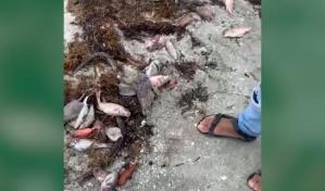 Academia de Ciencias y empresa que opera barcazas abogan por que se aclare muerte de peces en Azua