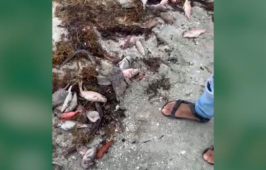 Academia de Ciencias y empresa que opera barcazas abogan por que se aclare muerte de peces en Azua