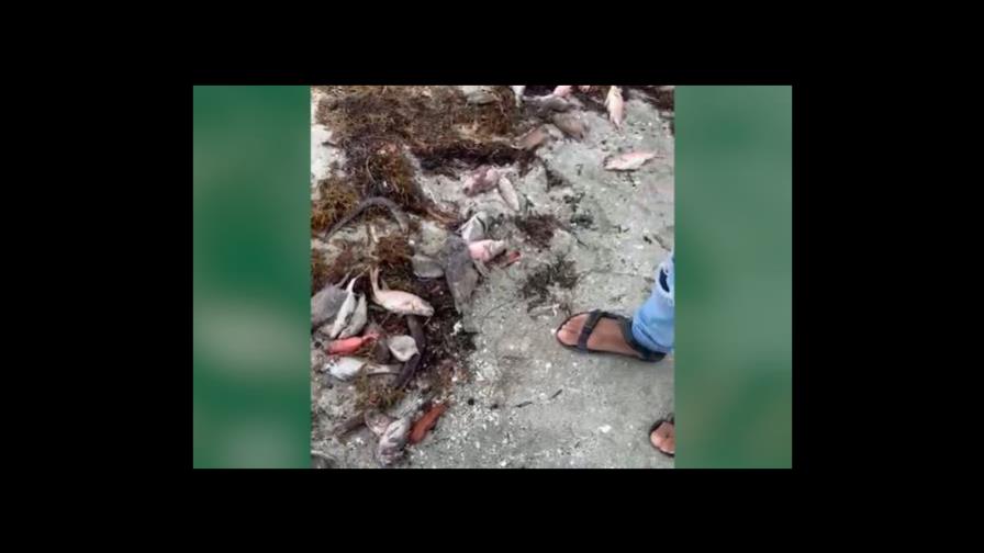 Academia de Ciencias y empresa que opera barcazas abogan por que se aclare muerte de peces en Azua