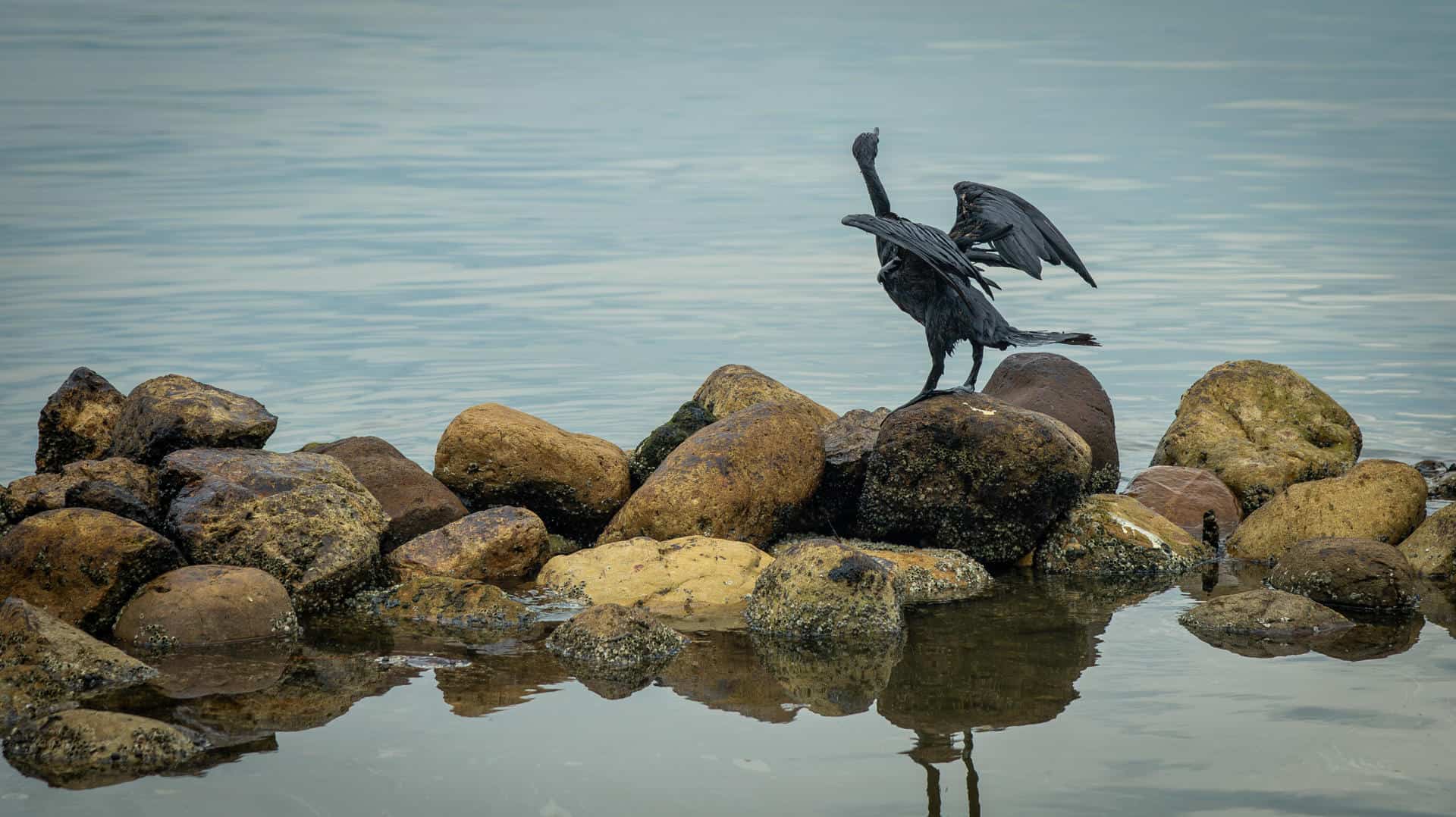 Un ave cubierta de petroleo hoy, en el lago de Maracaibo (Venezuela). La organización ambientalista Mapache Ecoaventura alertó este lunes sobre una mancha kilométrica de petróleo en el Lago de Maracaibo, el más grande de Venezuela, que está afectando, una vez más, a la vida marina en el estado Zulia (oeste, fronterizo con Colombia). EFE/ Henry Chirinos<br>