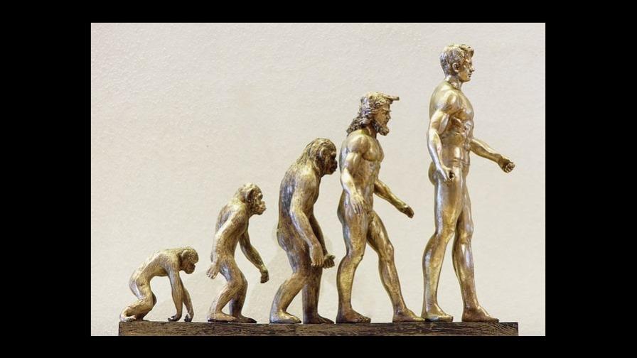La masturbación podría servir a un propósito evolutivo en los primates