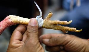 EE.UU. decomisa cientos de púas para gallos de pelea en frontera con México