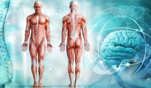Diez cosas que quizás no sabías sobre el cuerpo humano