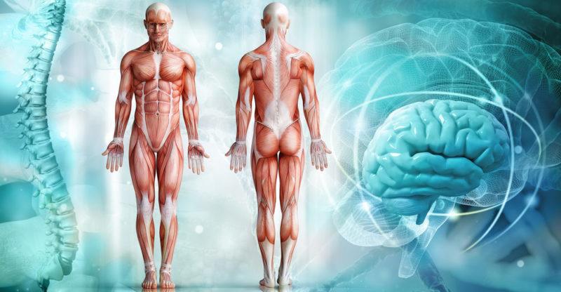 Diez cosas que quizás no sabías sobre el cuerpo humano