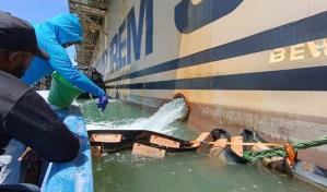 Peces encontrados muertos en playa de Azua habrían sido arrastrados por lluvias
