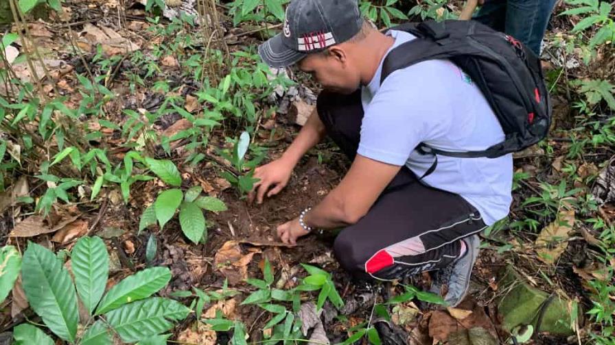 El Iddi realiza jornada de reforestación en San Cristóbal El Iddi realiza jornada de reforestación en San Cristóbal