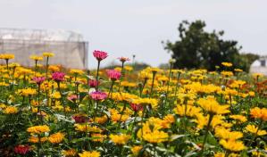 Inicia este fin de semana Sunflower Festival 2023