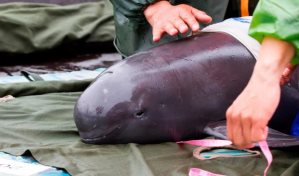 Detectan en México una decena de vaquitas marinas, especie en peligro de extinción