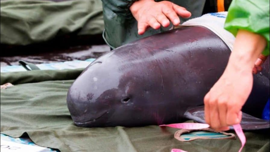 Detectan en México una decena de vaquitas marinas, especie en peligro de extinción