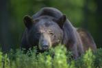 Buscan un oso negro que se vio merodeando por Washington