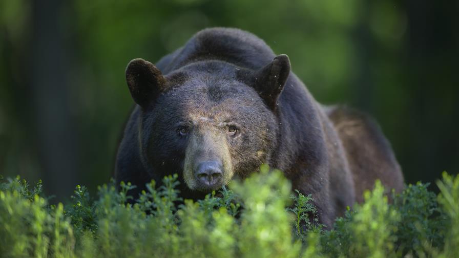 Buscan un oso negro que se vio merodeando por Washington