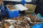 Incautan decenas de langosta y unas 70 libras de pez loro en El Seibo