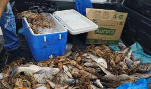 Incautan decenas de langosta y unas 70 libras de pez loro en El Seibo
