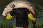 El pirarucú: el codiciado pez gigante del Amazonas en la mira de cazadores furtivos