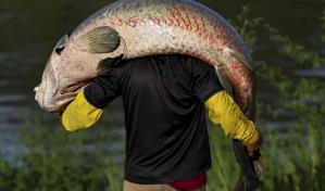 El pirarucú: el codiciado pez gigante del Amazonas en la mira de cazadores furtivos