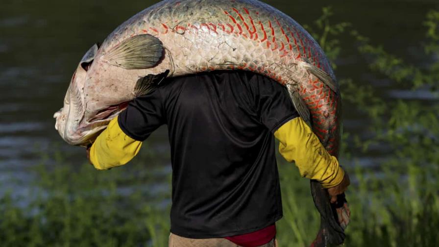 El pirarucú: el codiciado pez gigante del Amazonas en la mira de cazadores furtivos