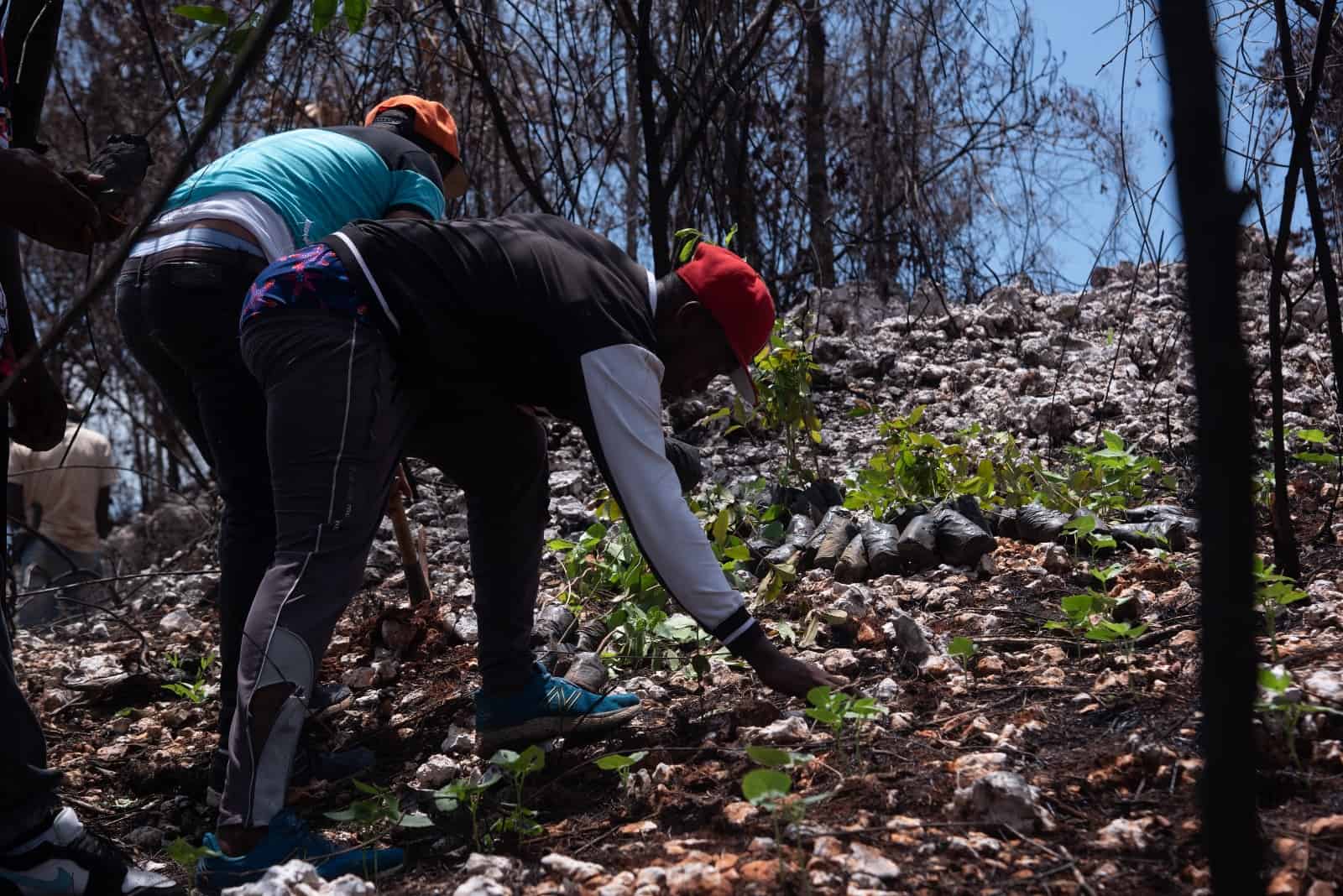 Jornada de reforestación en Los Haitises 