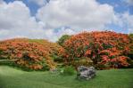 Colorido de flamboyanes da la bienvenida a la ciudad