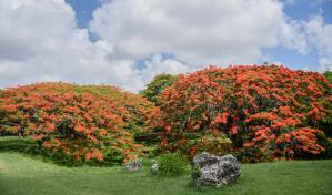 Colorido de flamboyanes da la bienvenida a la ciudad