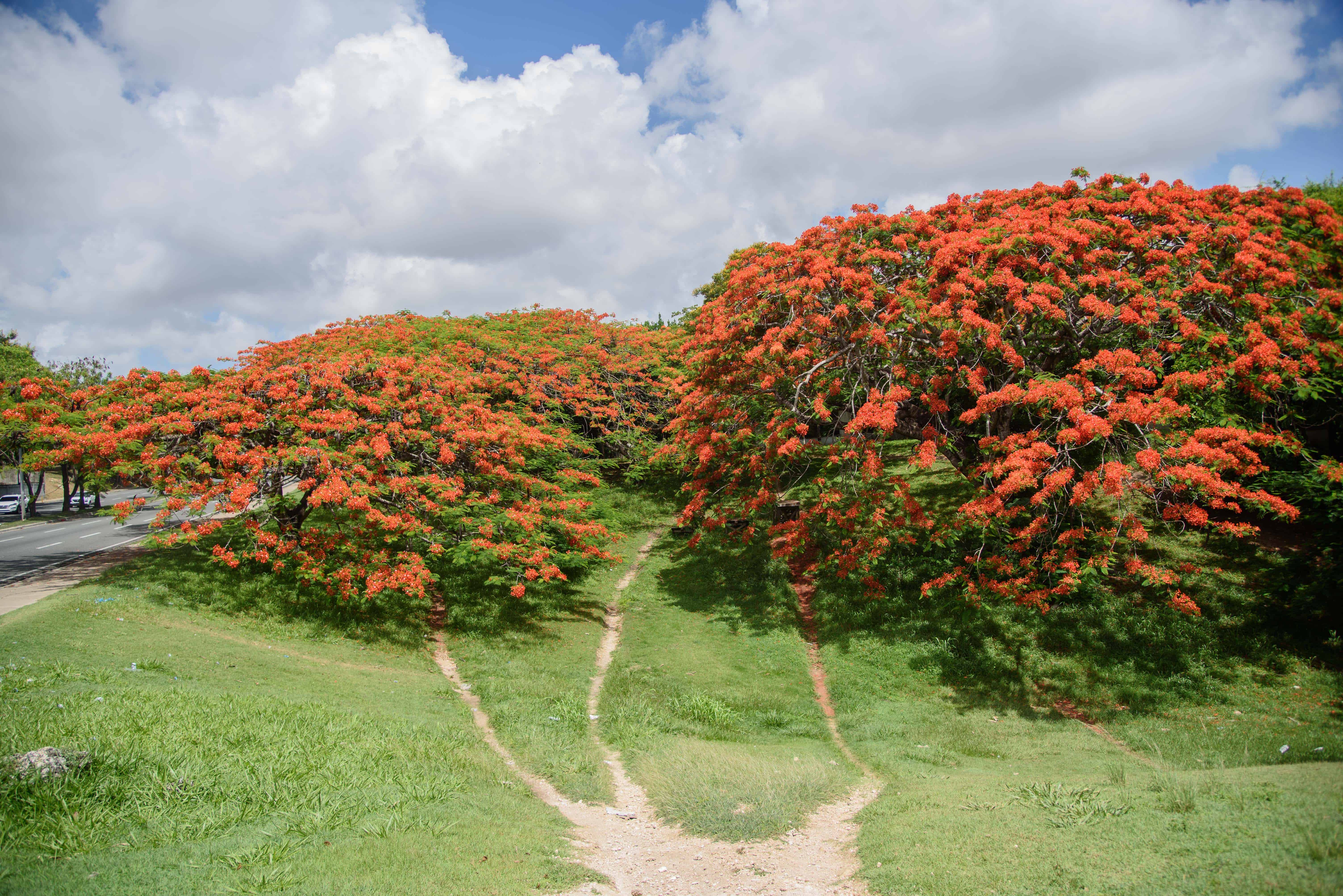Este es un árbol llamativo para los dominicanos 