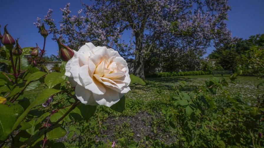 El Jardín del Perfumero de Versalles transporta al público en el tiempo