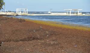 Sargazo trastorna el comercio en la playa Del Pescador, de Guayacanes 