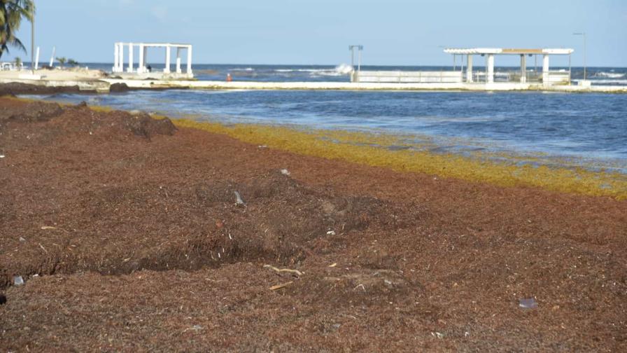 Sargazo trastorna el comercio en la playa Del Pescador, de Guayacanes 