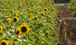 Sunflower Festival 2023 seguirá hasta el 25 de junio en Tierra Tropical