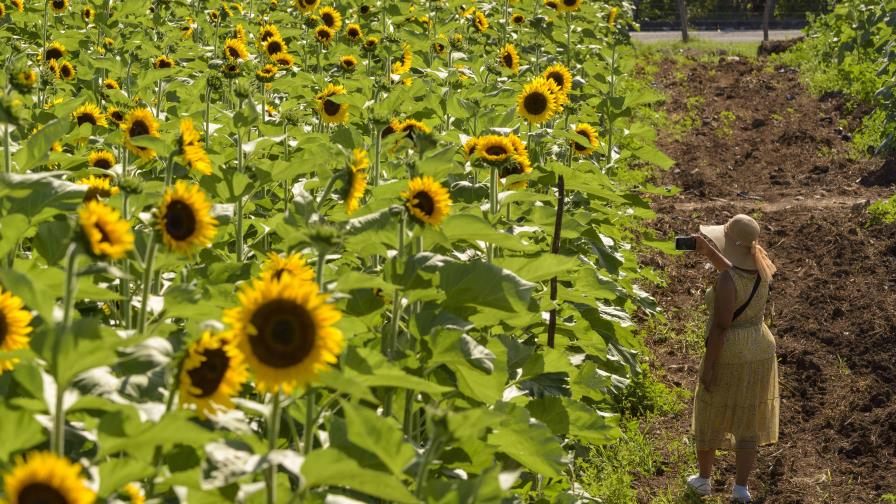 Sunflower Festival 2023 seguirá hasta el 25 de junio en Tierra Tropical