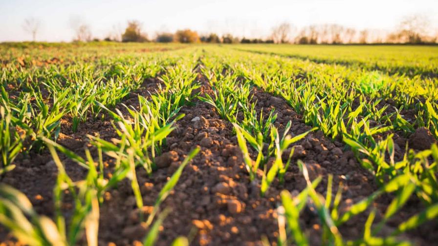 Universidad de EE.UU. estudia efecto de crisis climática en la agricultura de Puerto Rico