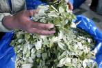 Bolivia inicia una campaña internacional para despenalizar la hoja de coca Bolivia inicia una campaña internacional para despenalizar la hoja de coca