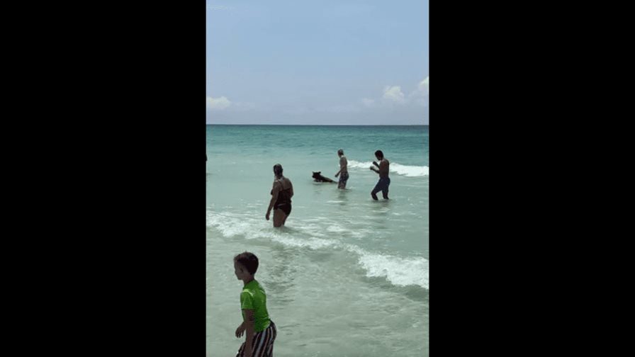 Oso sorprende a bañistas en EE. UU. tras nadar desde el océano hasta la orilla de una playa