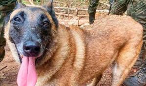 La búsqueda de Wilson, el perro que ayudó encontrar a los niños en la selva une a Colombia