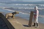Chile redobla esfuerzos ante mortandad de fauna marina por gripe aviar Chile redobla esfuerzos ante mortandad de fauna marina por gripe aviar