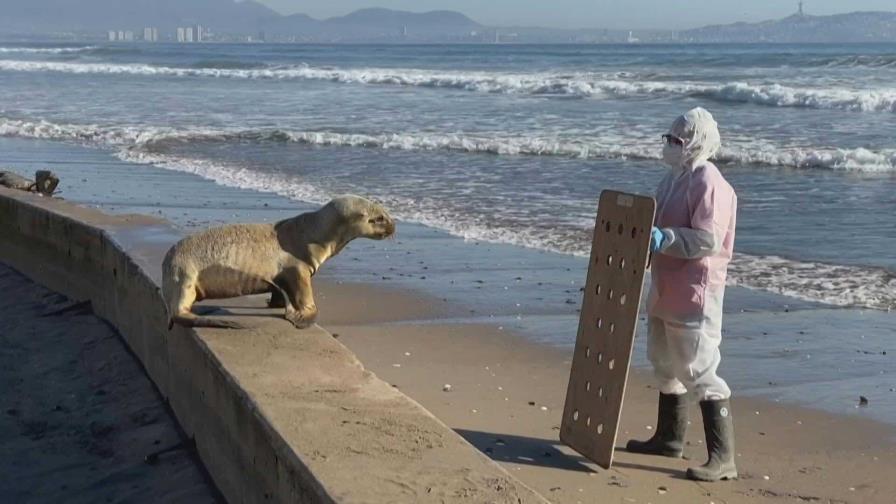 Chile redobla esfuerzos ante mortandad de fauna marina por gripe aviar