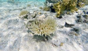 Sembrar corales, una vía para salvar los océanos