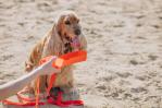Cómo cuidar a tu mascota en temporada de calor
