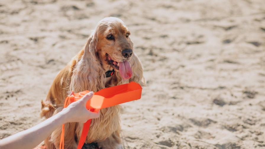 Cómo cuidar a tu mascota en temporada de calor