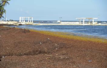 República Dominicana liderará diálogo en busca del aprovechamiento del sargazo