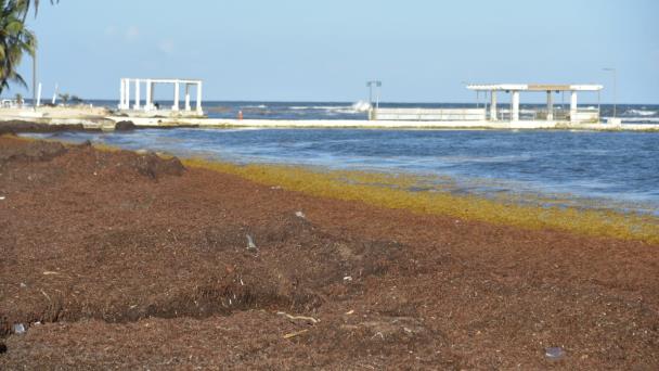 República Dominicana liderará diálogo en busca del aprovechamiento del sargazo
