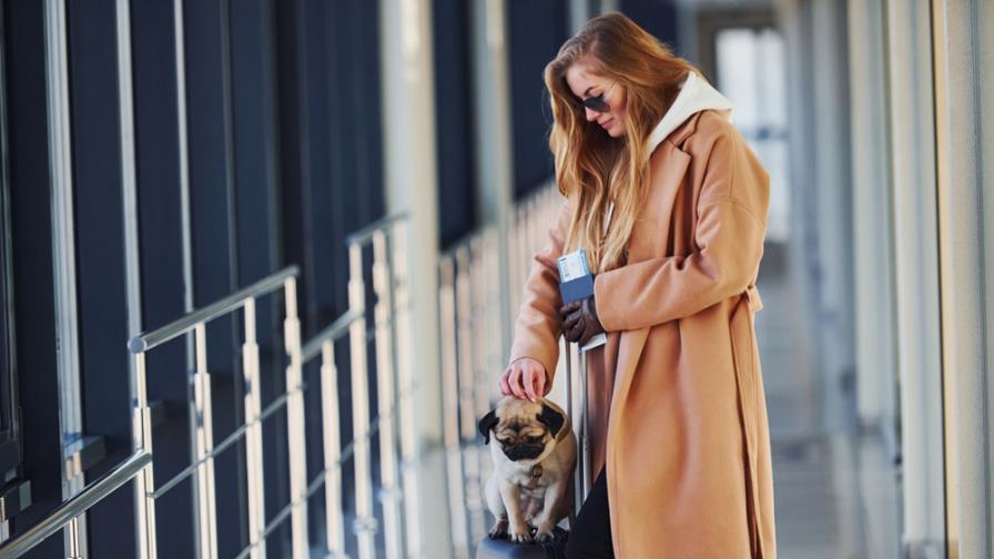 Viajar con tu mascota: recomendaciones para un viaje seguro Viajar con tu mascota: recomendaciones para un viaje seguro
