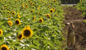 Sunflower Festival 2023 se extiende hasta el 25 de junio en Tierra Tropical