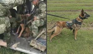 #VamosPorWilson: el perro héroe del rescate de los niños en la selva colombiana