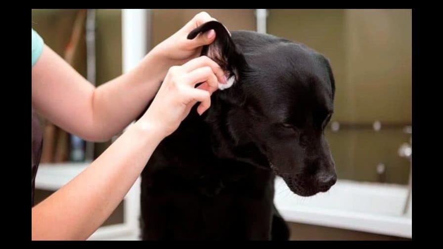 Cómo cuidar los oídos de tus mascotas