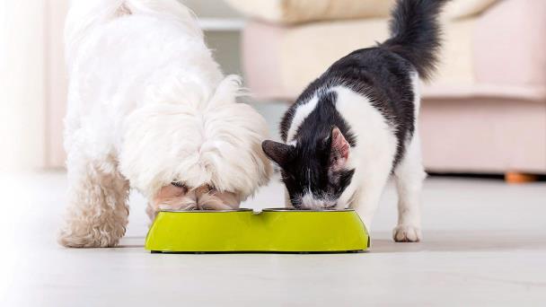 Juegos en casa para perros - Comida natural cocinada para perros y gatos 