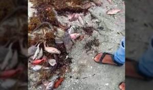 Contaminantes habrían causado muerte de peces en costas de Azua