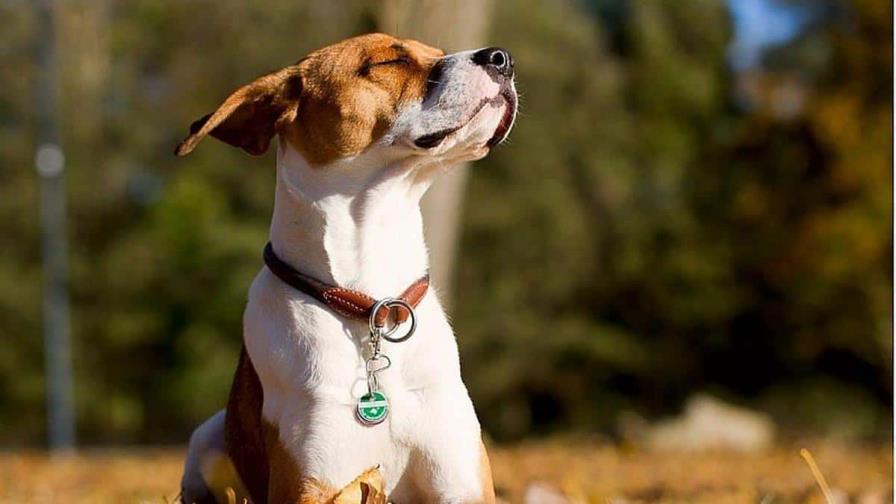 Los perros muerden más en días muy calurosos, según estudio